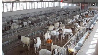 山東泰安 規?；B殖賦能，山羊產業煥發新活力