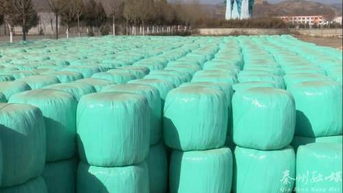 秦州多措并舉保障畜牧養殖場安全越冬 備足飼料、加固圈舍、穩供銷售